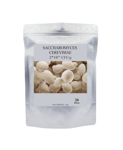 Saccharomyces Cerevisiae